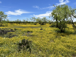 1821 Ranch Road 864 (8)